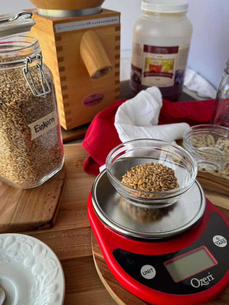 new einkorn sourdough starter - whole wheat