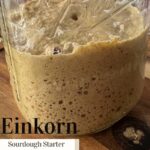 Einkorn sourdough starter in a mason jar