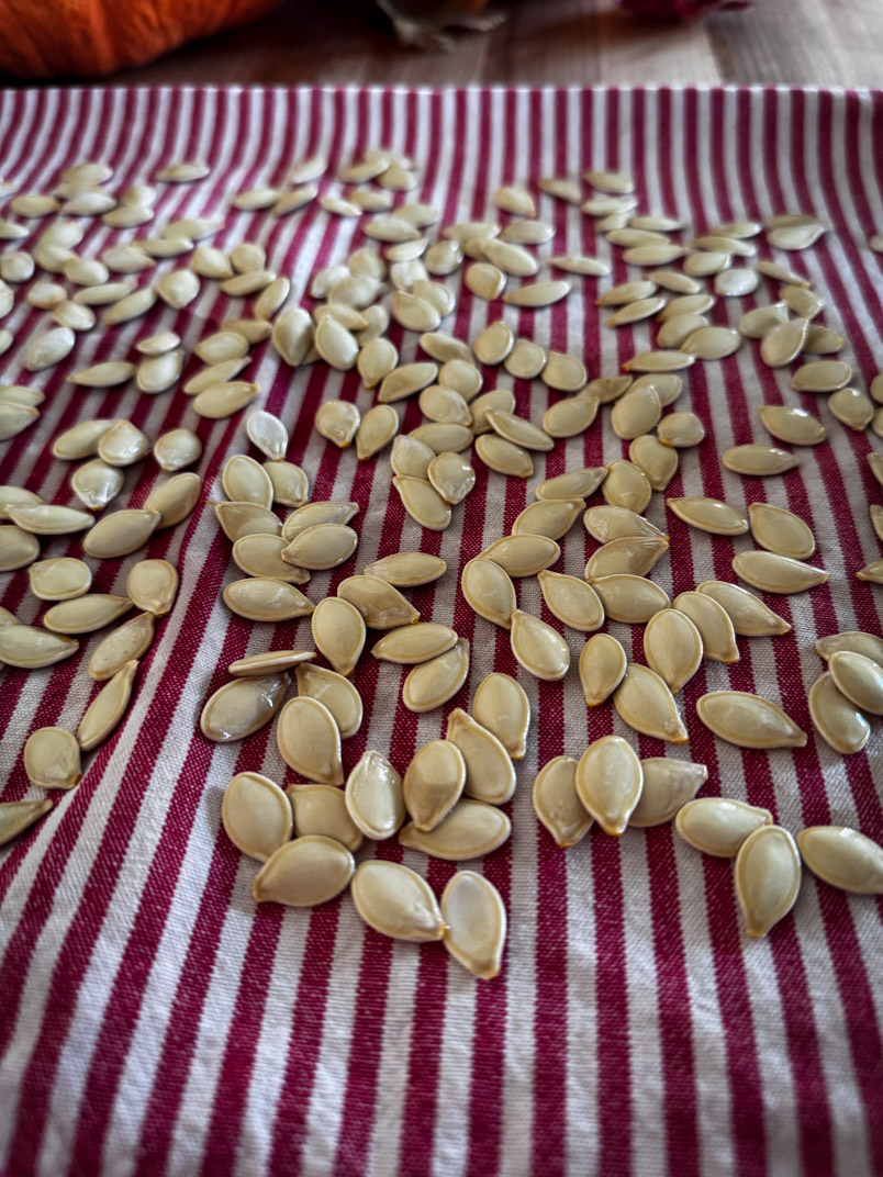 drying pumpkin seeds