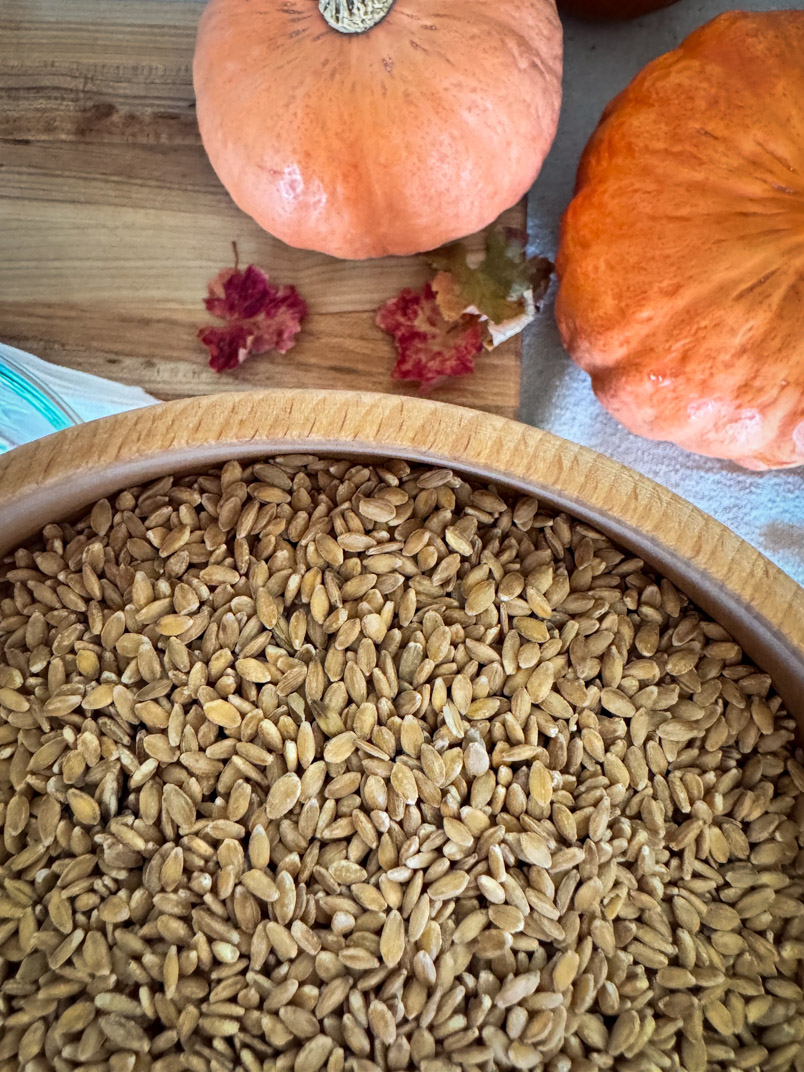 einkorn wheat berries