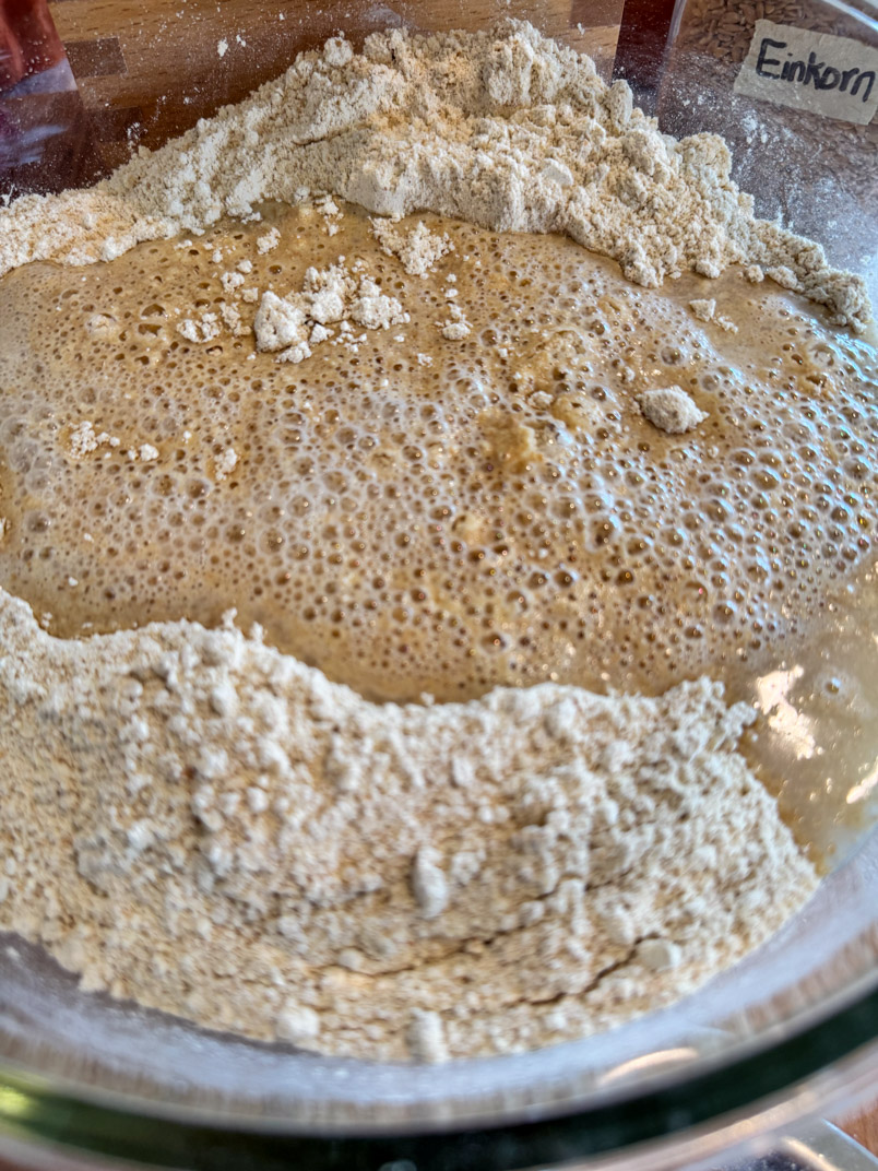 einkorn sourdough starter, water, and einkorn flour