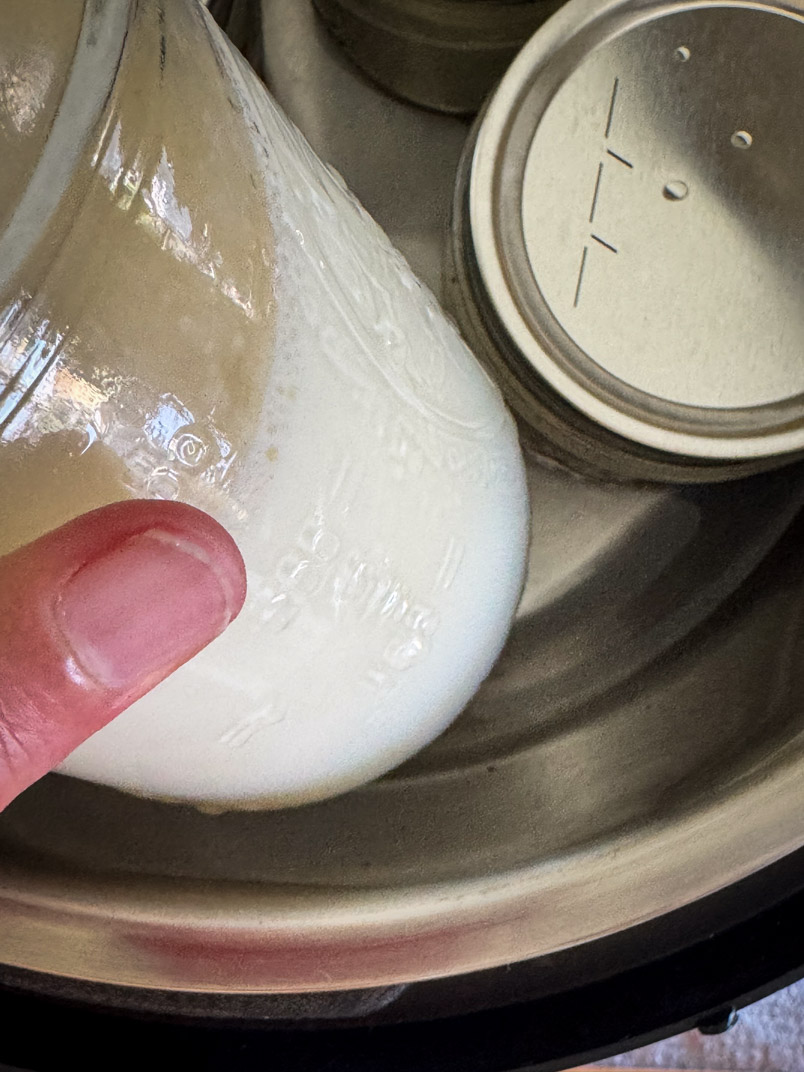 milk in mason jars for probiotic filled yogurt milk in mason jars for probiotic filled yogurt